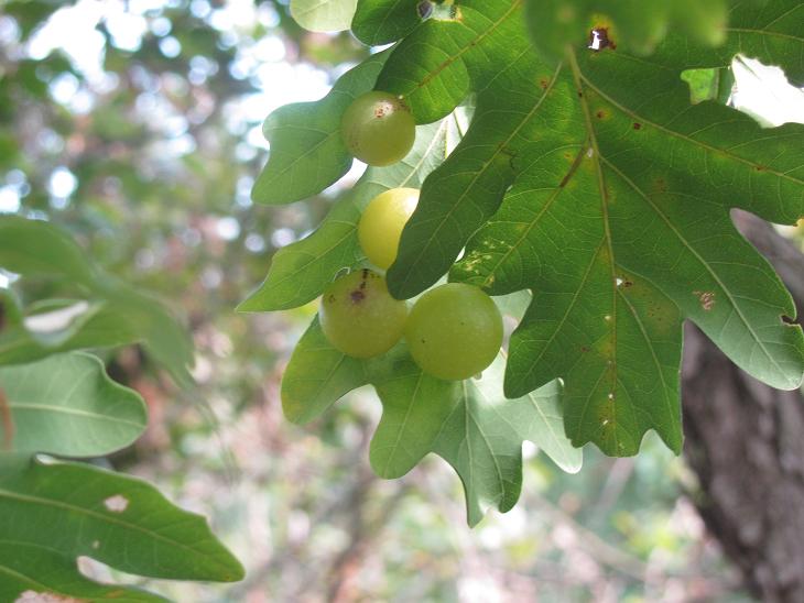 Cynips quercusfolii, galle, Cynipidae